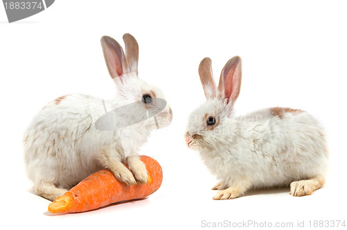 Image of White small rabbit