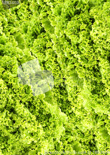 Image of Green butter Lettuce