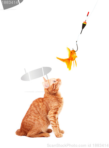 Image of Goldfishes and cat