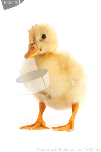 Image of The small duckling 