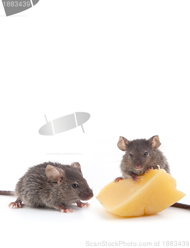 Image of Mouse and cheese