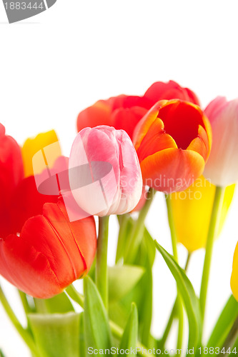 Image of Bunch of tulips 