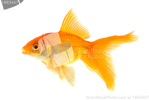 Image of Goldfish