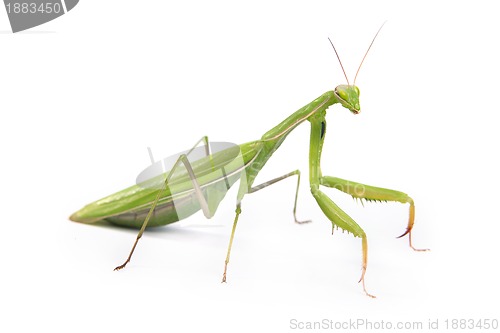 Image of Mantis isolated on a white background