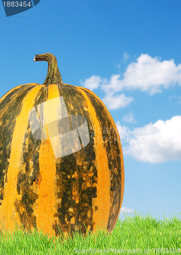 Image of Yellow pumpkin