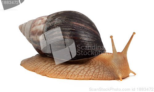 Image of Snail