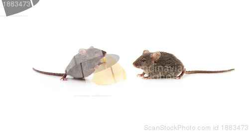 Image of Small mouse