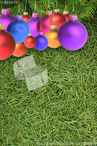 Image of Christmas spruce  texture