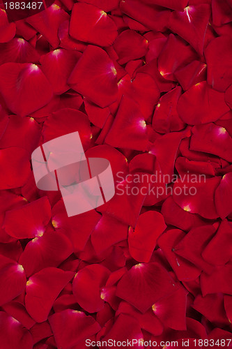 Image of Background of red rose petals