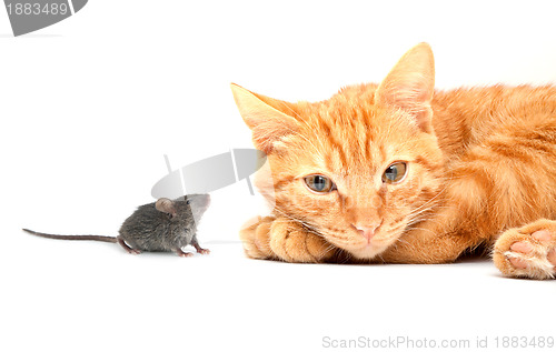 Image of Small mouse