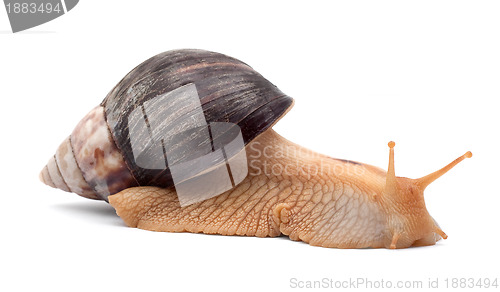 Image of Snail