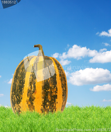 Image of Yellow pumpkin