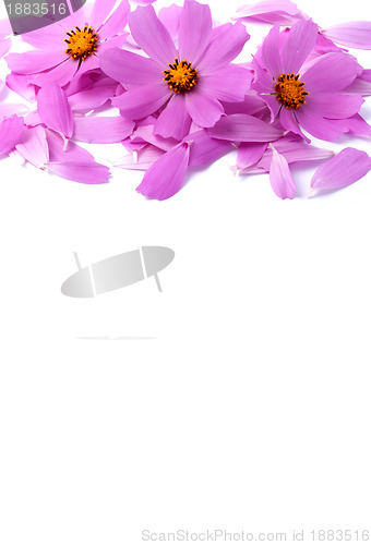 Image of Flowers