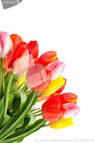 Image of Bunch of tulips