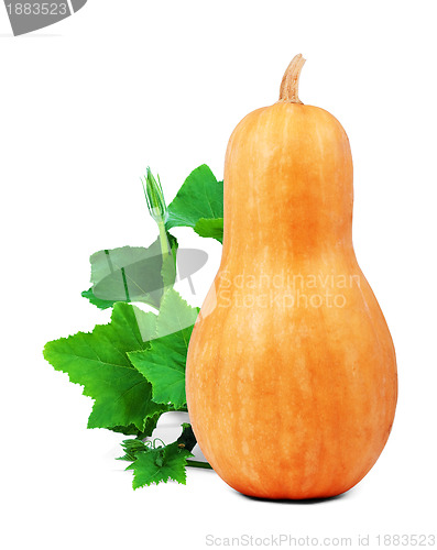 Image of Orange pumpkin