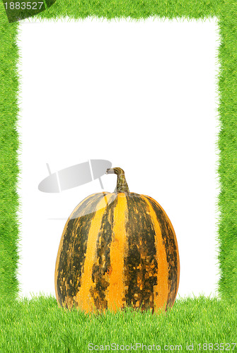 Image of Yellow pumpkin