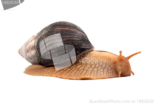 Image of Snail