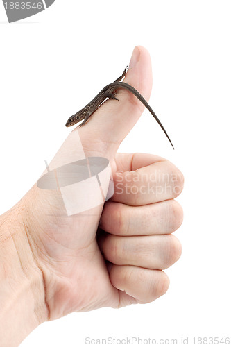 Image of Lizard in the hand