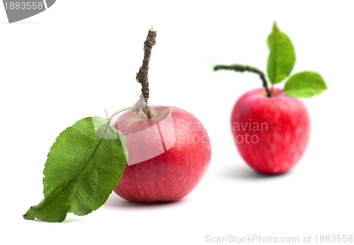 Image of Apples
