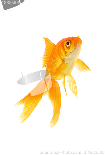 Image of Goldfish