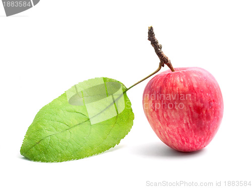 Image of Apple