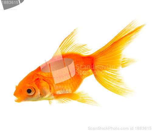 Image of Goldfish