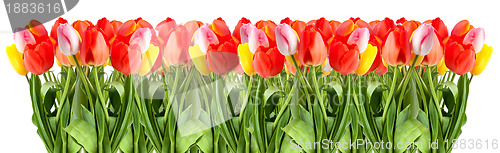 Image of Bunch of tulips