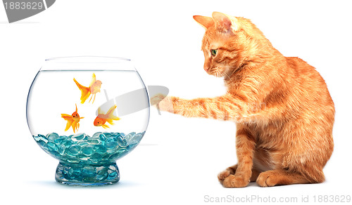 Image of Goldfish and cat