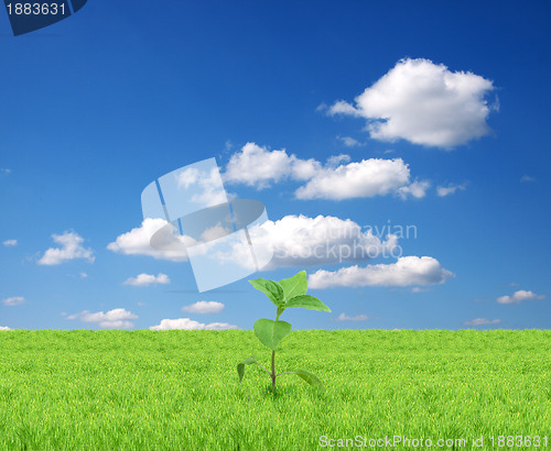 Image of Green sprout