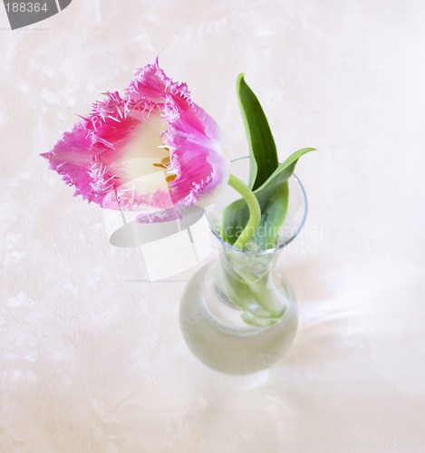 Image of Tulip in the glass