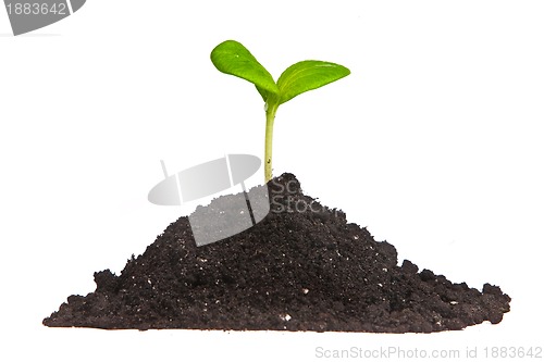 Image of Heap dirt with a green plant sprout isolated