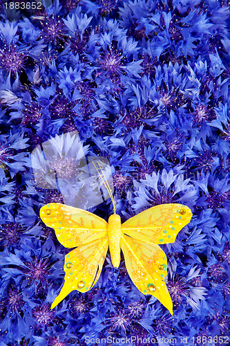 Image of Spring blue cornflower with yellow butterfly