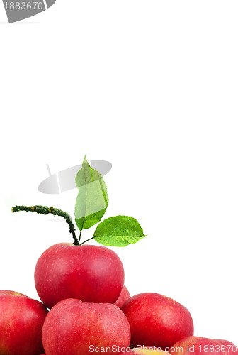 Image of Apple