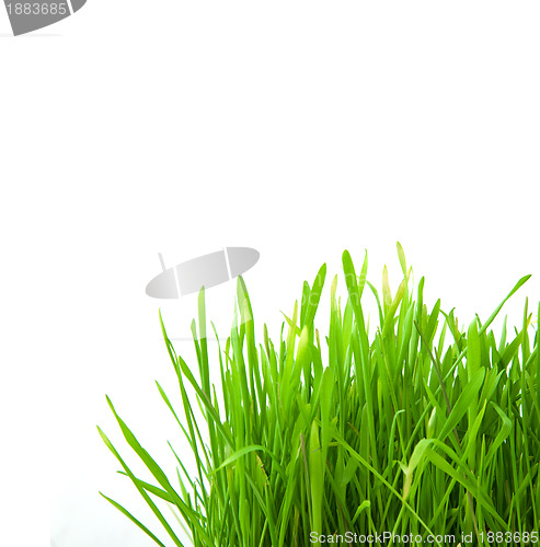 Image of Isolated green grass