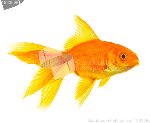 Image of Goldfish