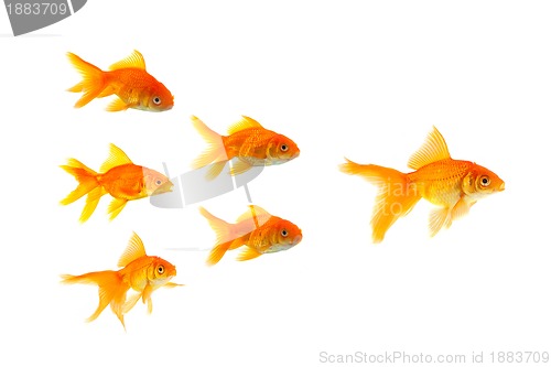 Image of Three goldfishes