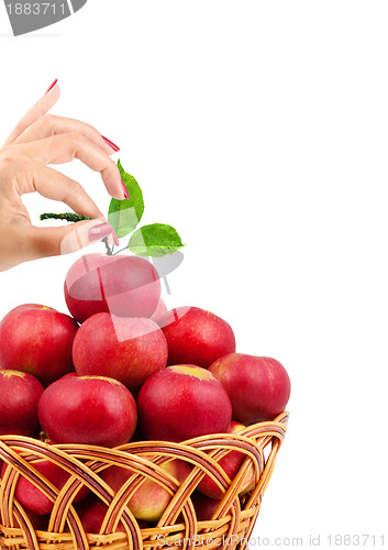 Image of Basket of apples