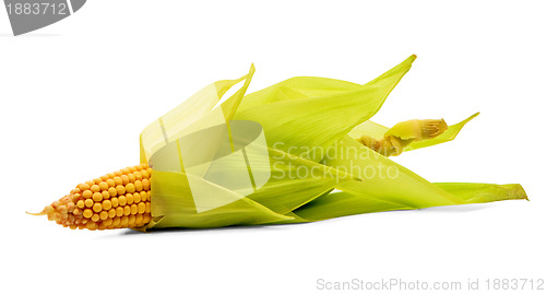 Image of Corn