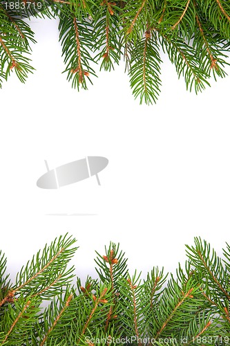 Image of Christmas green  framework