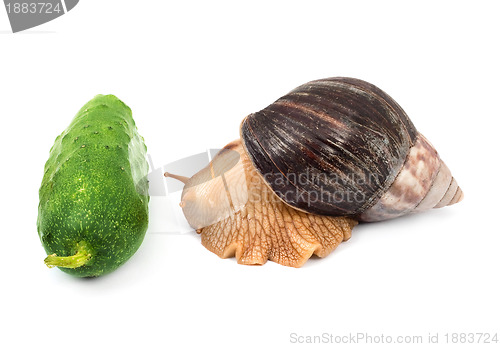 Image of Snails