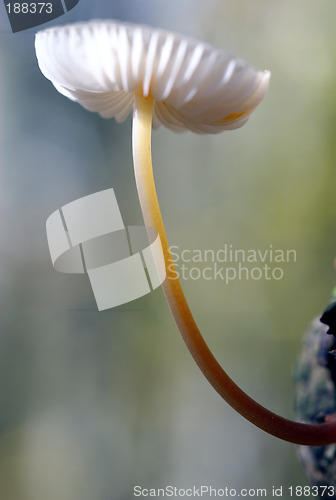 Image of A tiny mushroom