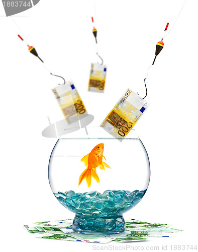 Image of Goldfish