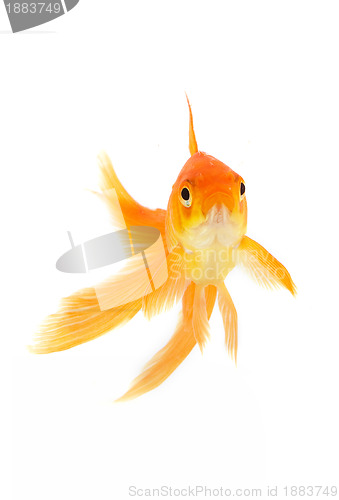 Image of Goldfish