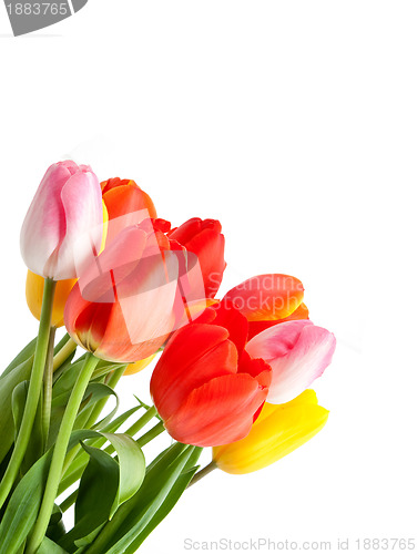 Image of Bunch of tulips