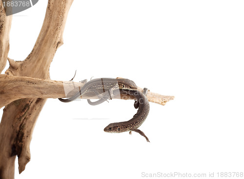 Image of Lizards on a tree