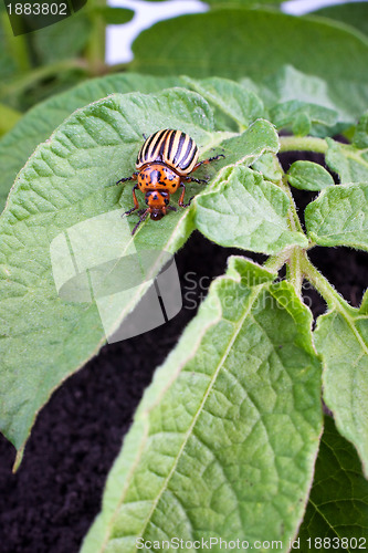 Image of Colorado potato beetle