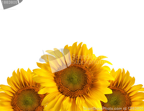 Image of The beautiful sunflower