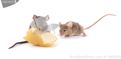 Image of Mouse and cheese