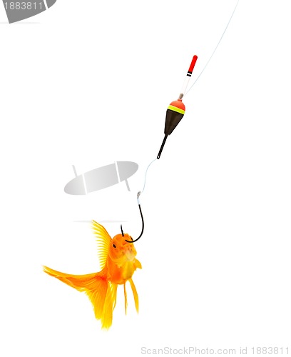 Image of Goldfishes and cat