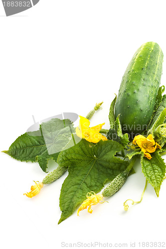 Image of The cucumber white flowers 